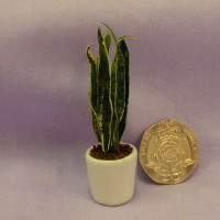 Potted Plant