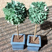 Bay Trees