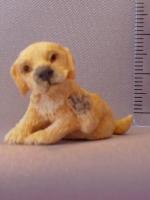 Puppy