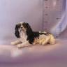 King Charles - Laying Down