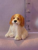 Cocker Spaniel puppy