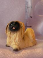 Pekingese