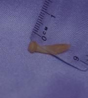 Miniature Condom