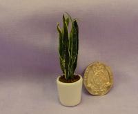 Potted Plant