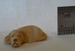 Dog 1/24 Scale Laying Down